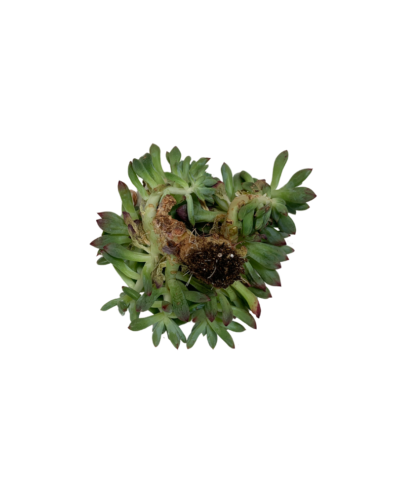 Echeveria Blue Apple Cristata