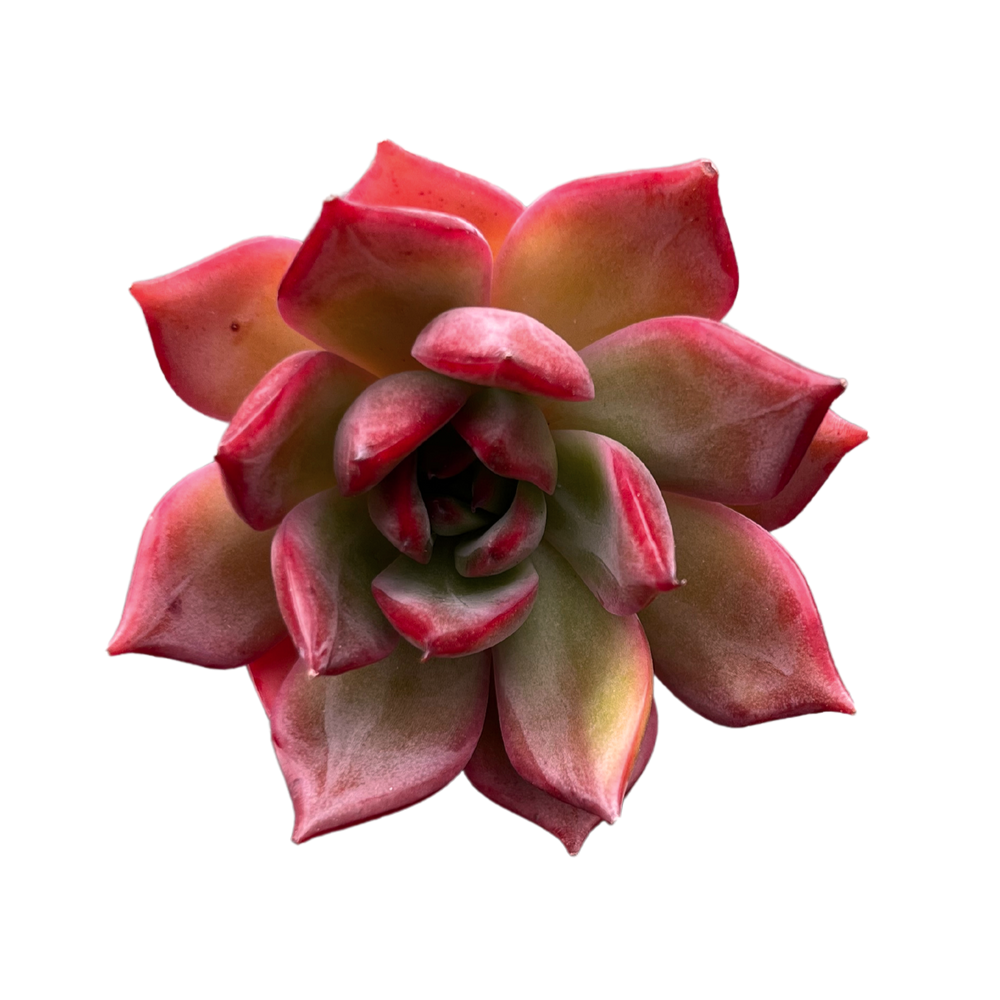 Echeveria Bouquet