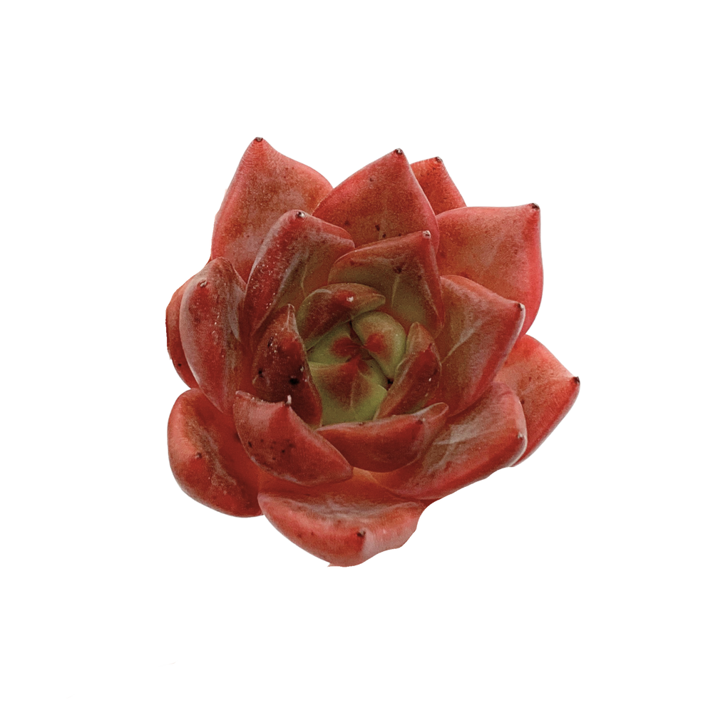 Echeveria Seosi