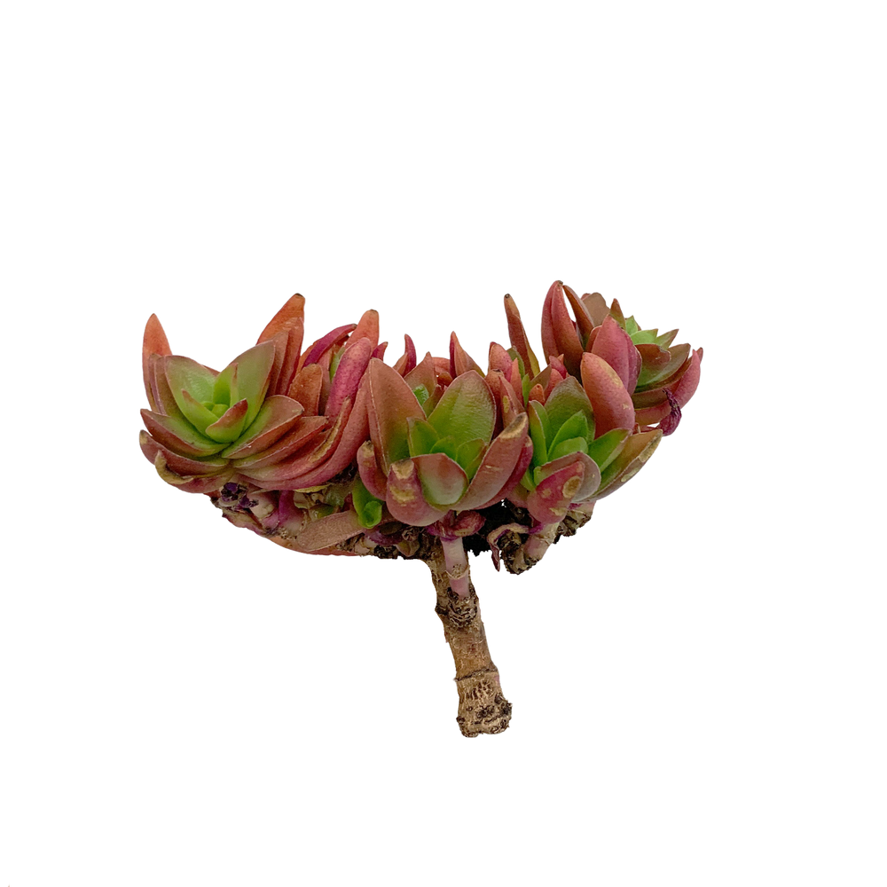 
                
                    Load image into Gallery viewer, Crassula Capitella Campfire
                
            
