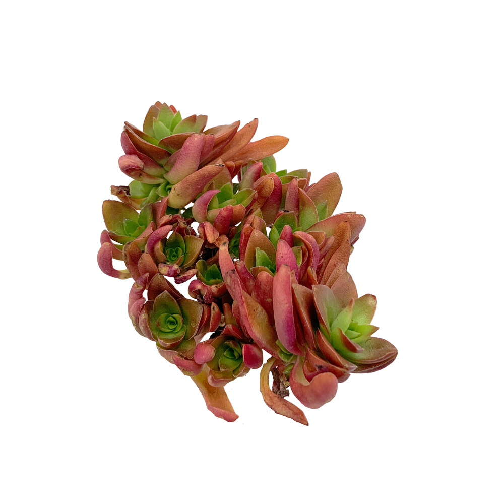 
                
                    Load image into Gallery viewer, Crassula Capitella Campfire
                
            