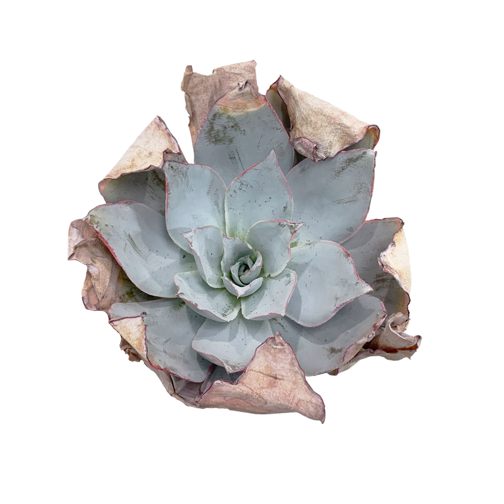 Echeveria Cante Glass & Mendoza-Garcia