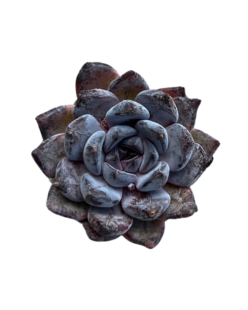 Echeveria Black Pearl