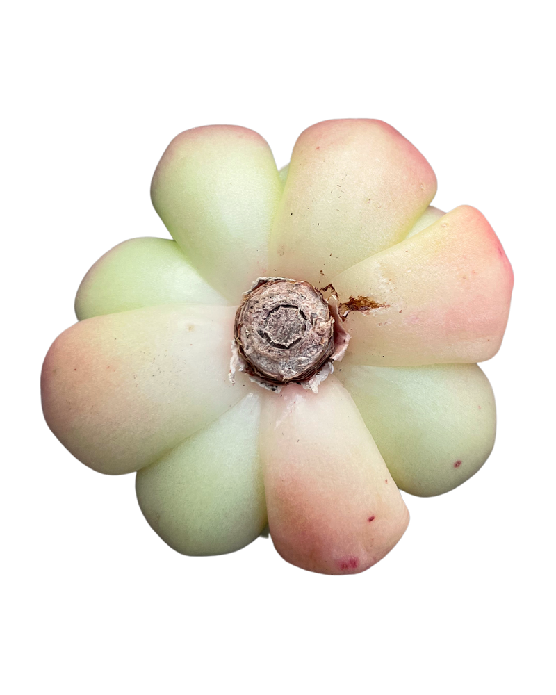 Echeveria Champagne