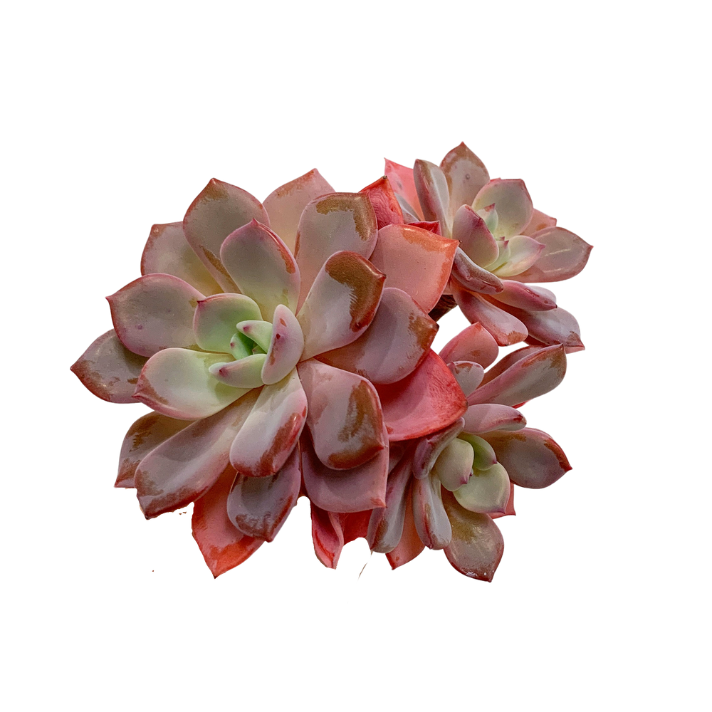 
                
                    Load image into Gallery viewer, Echeveria CHARA
                
            