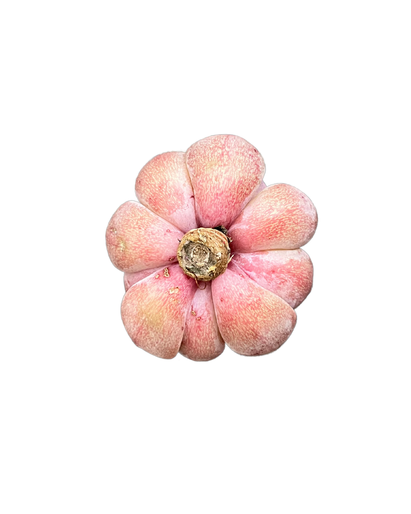 
                
                    Load image into Gallery viewer, Echeveria Cherry Shadow
                
            
