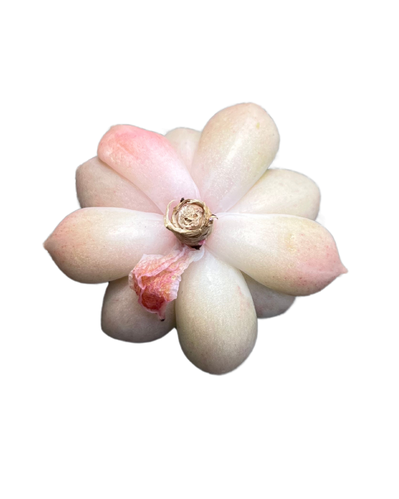 Echeveria Arje