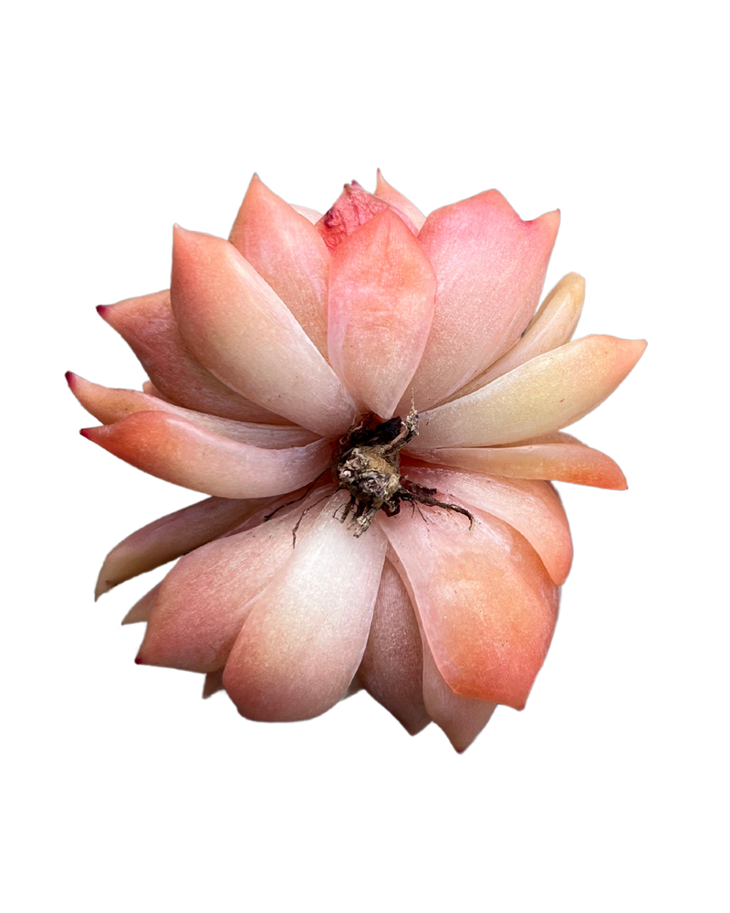 Echeveria Nocturne