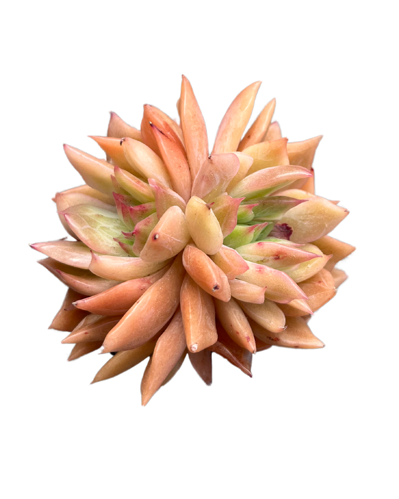 Echeveria Nocturne