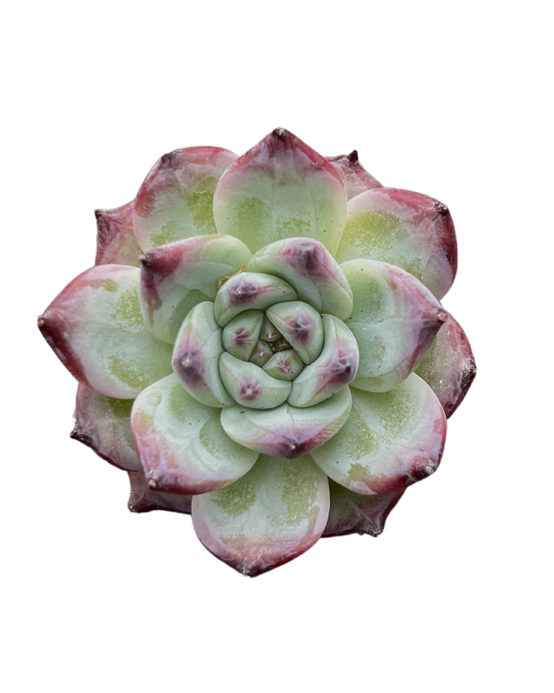 Echeveria Colorata Hybrid