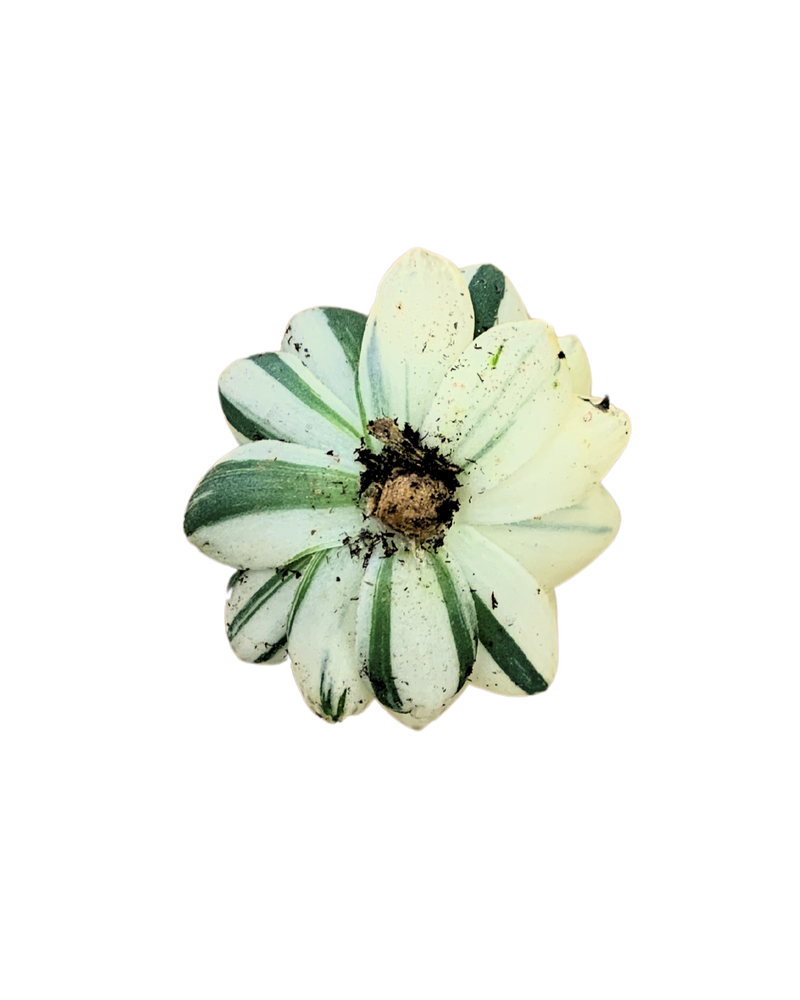 Haworthia Cooperi Var. Pilifera Variegated
