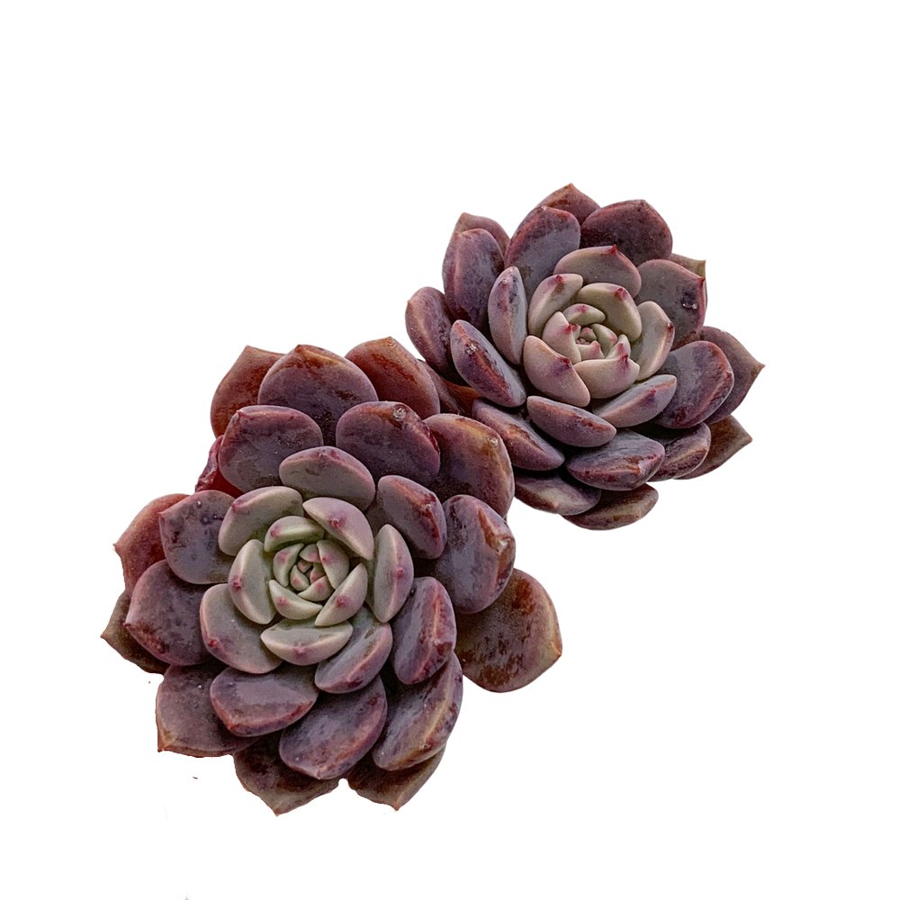 Echeveria Cosmos Two-Head