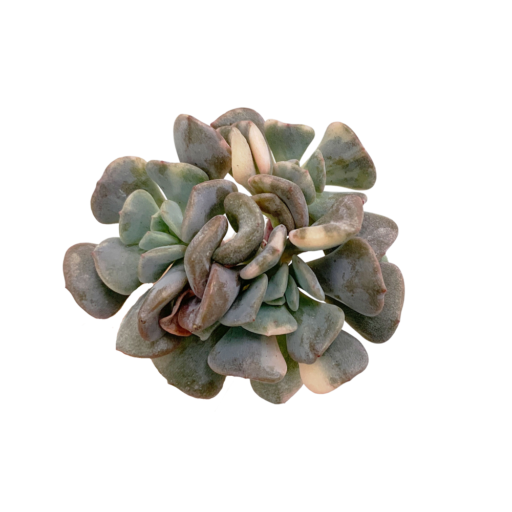 Echeveria Cubic Frost Var.
