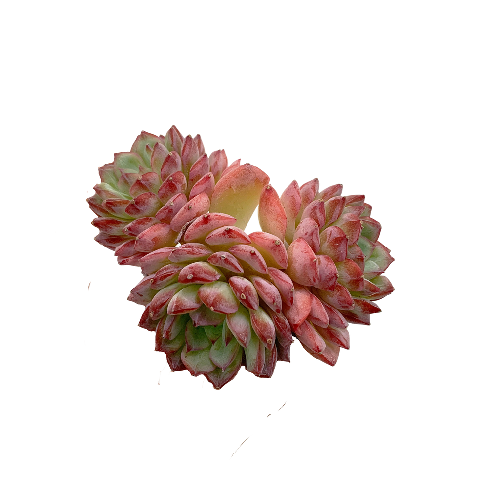Echeveria Desert Rose