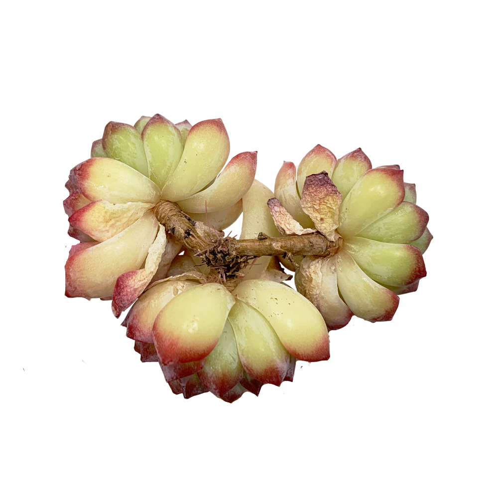 
                
                    Load image into Gallery viewer, Echeveria Desert Rose
                
            