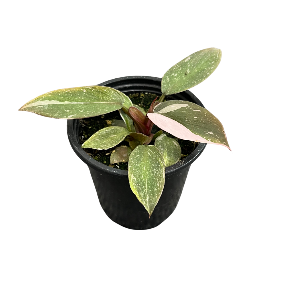 Philodendron Pink Princess