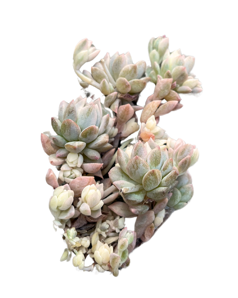 Echeveria Prolifica Var.