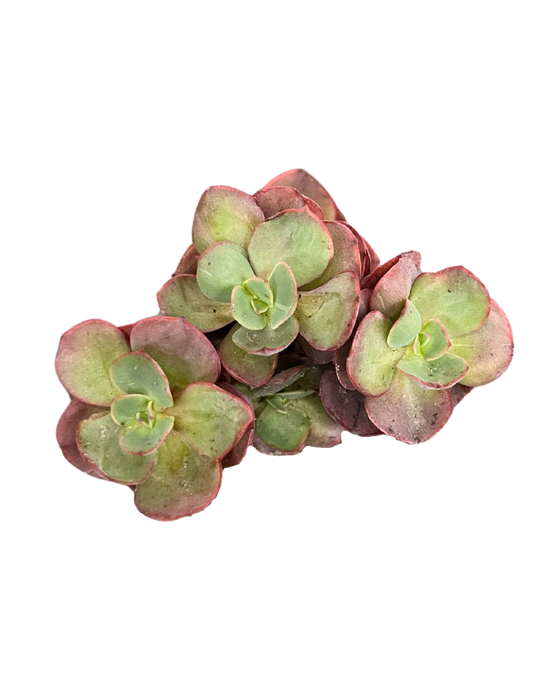 Echeveria Suyeon