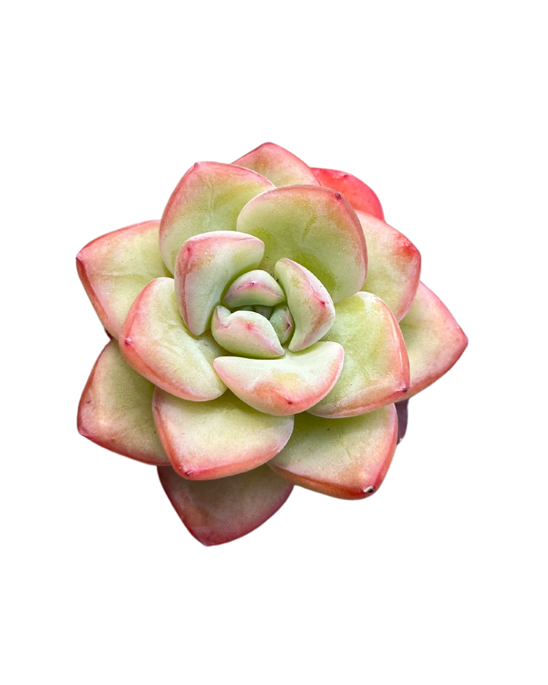 Echeveria Amabile