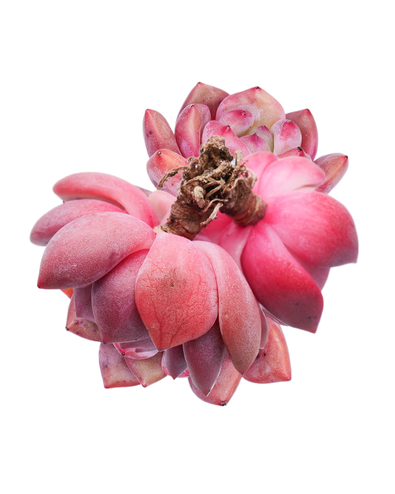 Echeveria Ariel