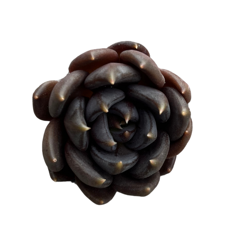 Echeveria Black Bird