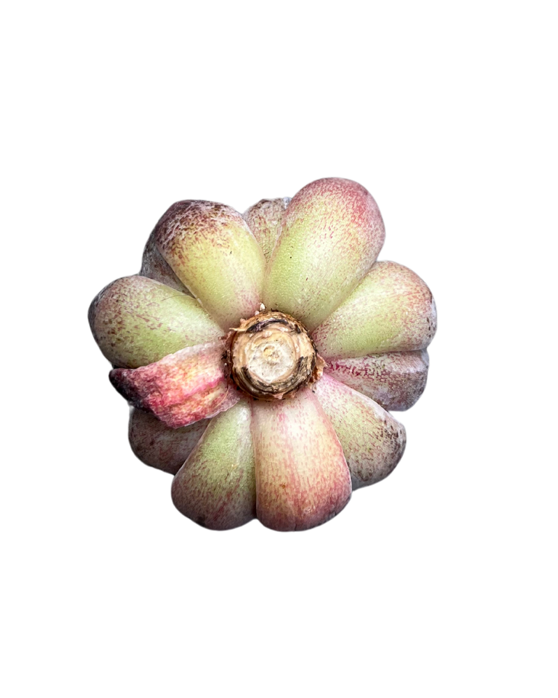 
                
                    Load image into Gallery viewer, Echeveria Black Pearl
                
            