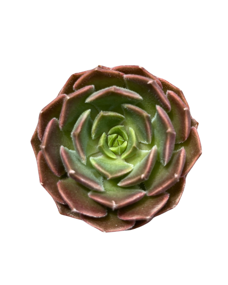 Echeveria Brown Rose
