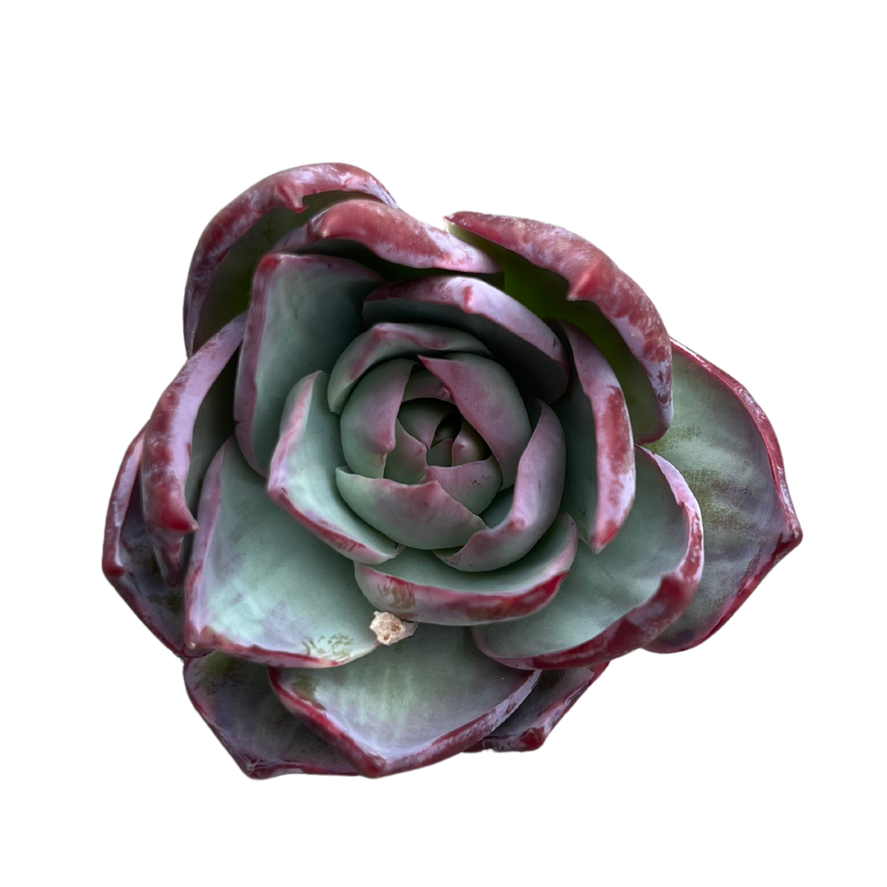 Echeveria Casio