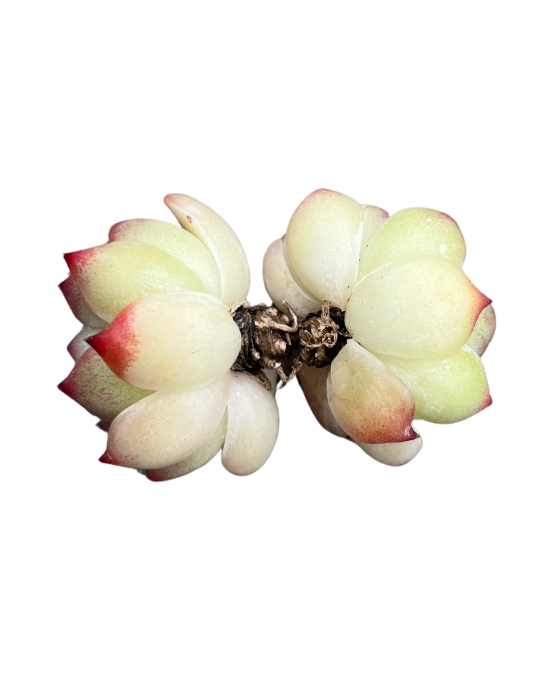 
                
                    Load image into Gallery viewer, Echeveria Chihuahuaensis
                
            