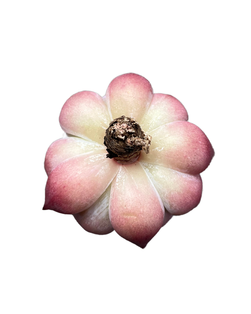 Echeveria Colorata Hybrid
