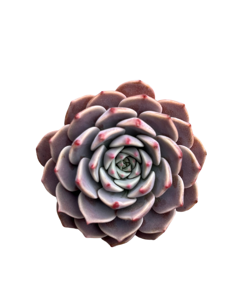 Echeveria Cosmos