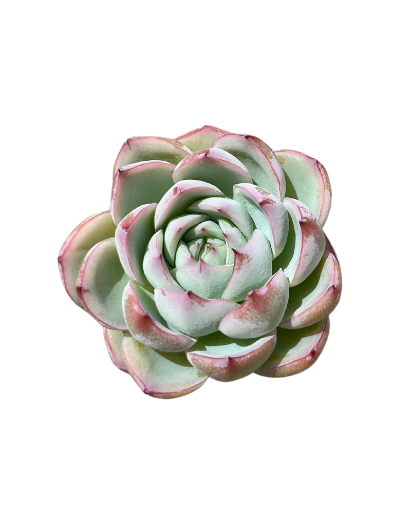 Echeveria Crystal