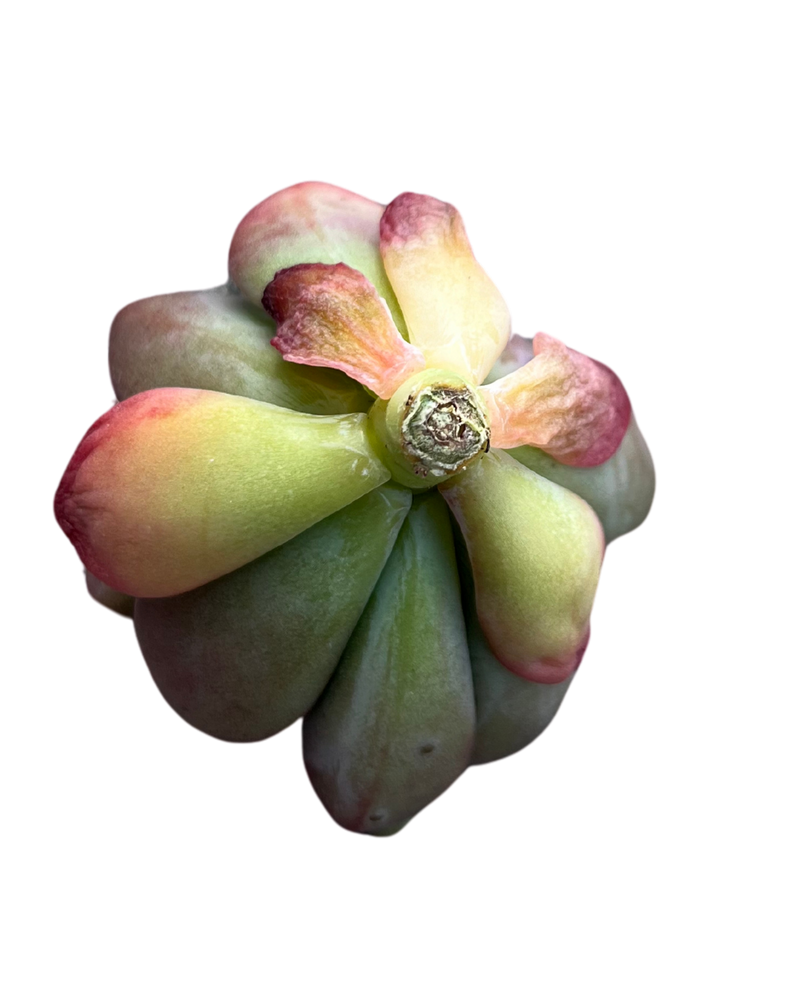 Echeveria cv Rezry var.