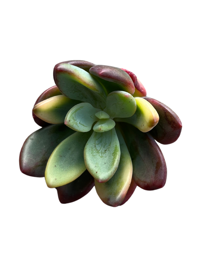 Echeveria cv Rezry var.