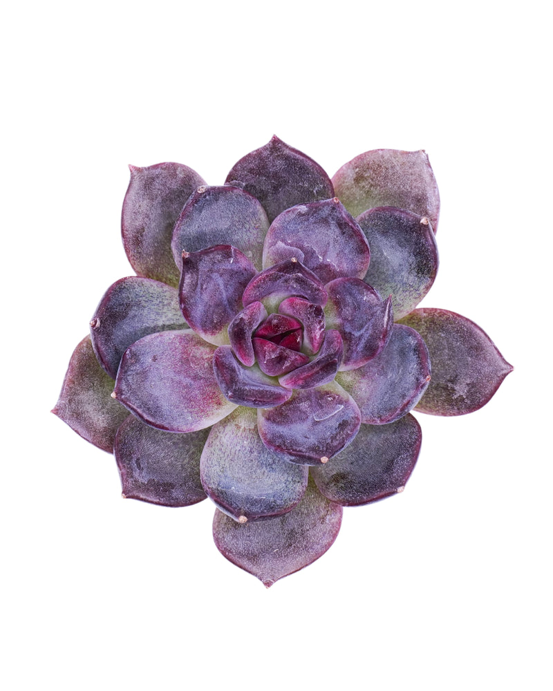 Echeveria Dark Chocolate