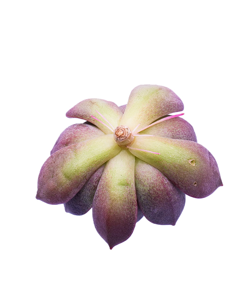 
                
                    Load image into Gallery viewer, Echeveria Dark Chocolate
                
            