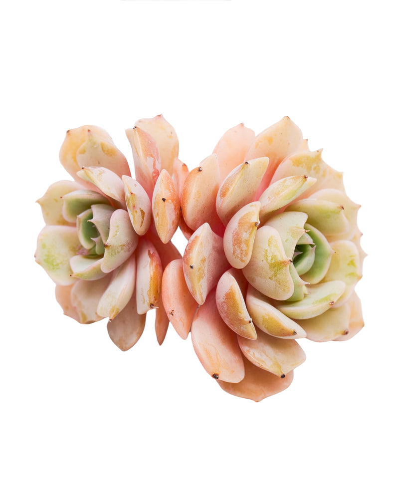 
                
                    Load image into Gallery viewer, Echeveria Derenceana(lola)
                
            
