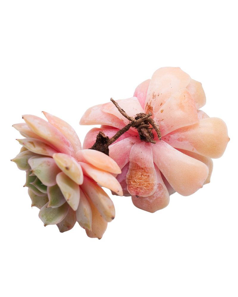 
                
                    Load image into Gallery viewer, Echeveria Derenceana(lola)
                
            