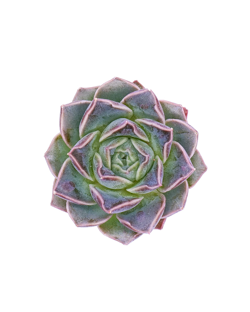 Echeveria Water Drop