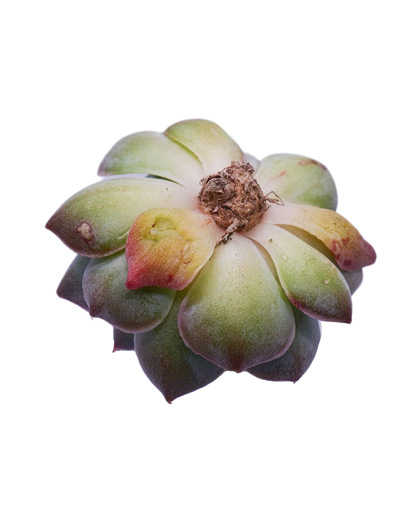
                
                    Load image into Gallery viewer, Echeveria Water Drop
                
            