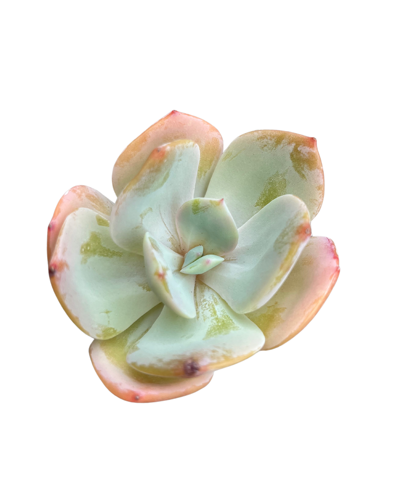 Echeveria cv Hakuhou