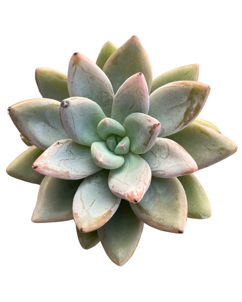 Echeveria Jinjoohee