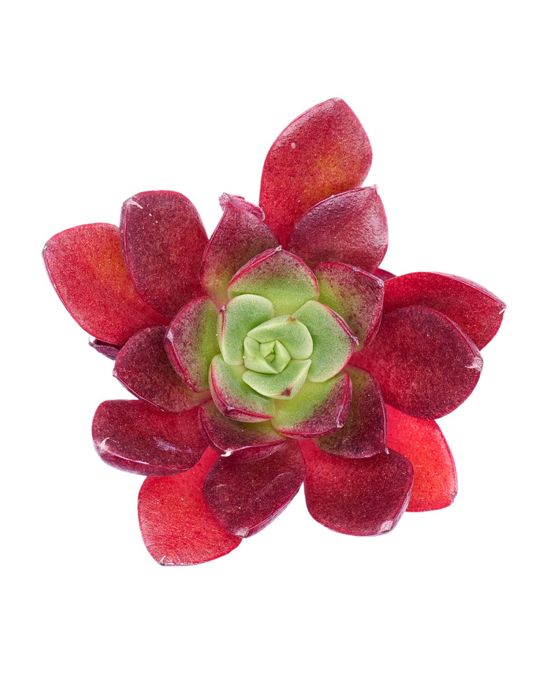 Echeveria Krauss