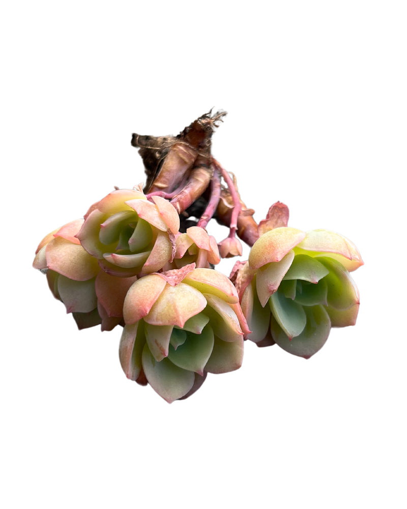 Echeveria Lemon Rose