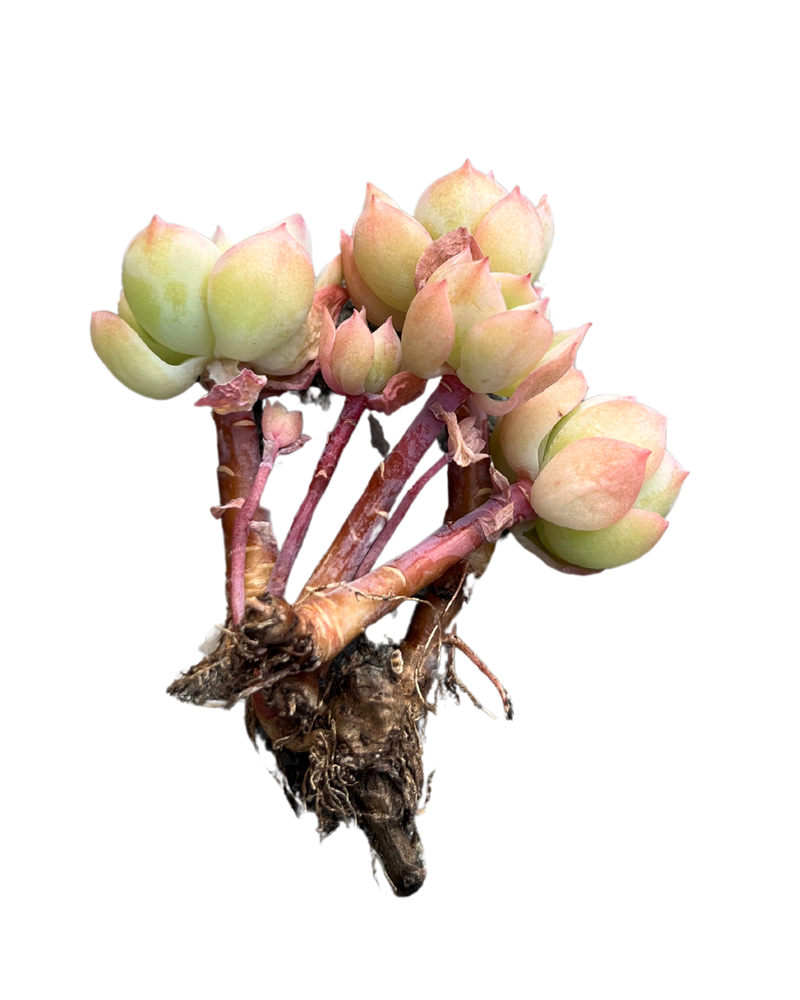 Echeveria Lemon Rose