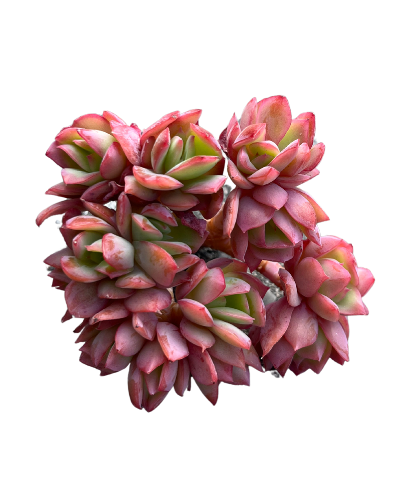 Echeveria Luella