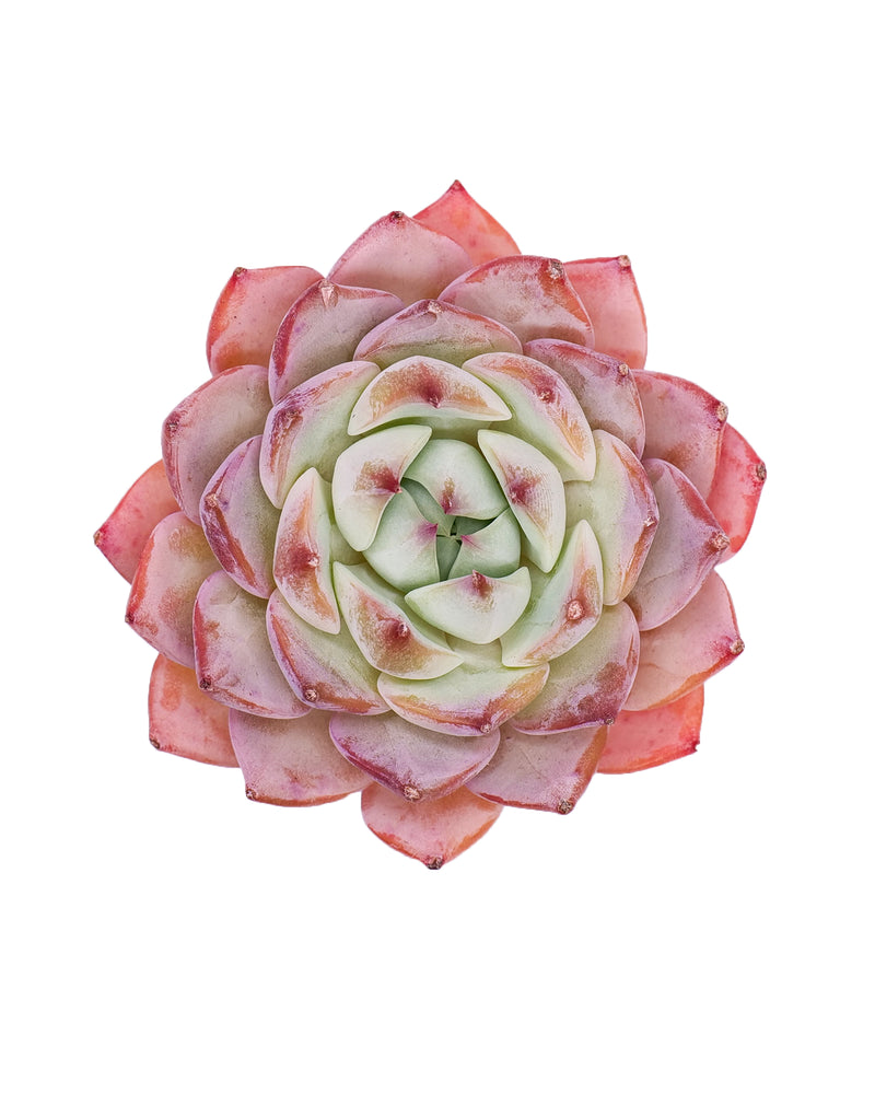 Echeveria Prism