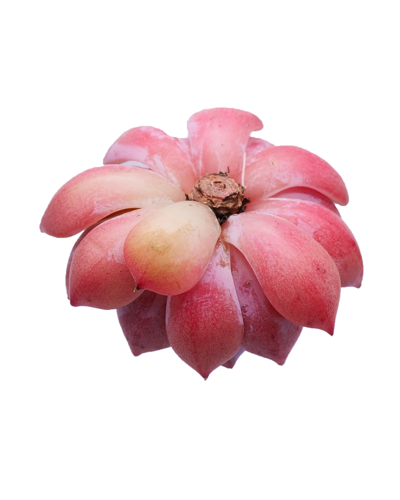 Echeveria Prism