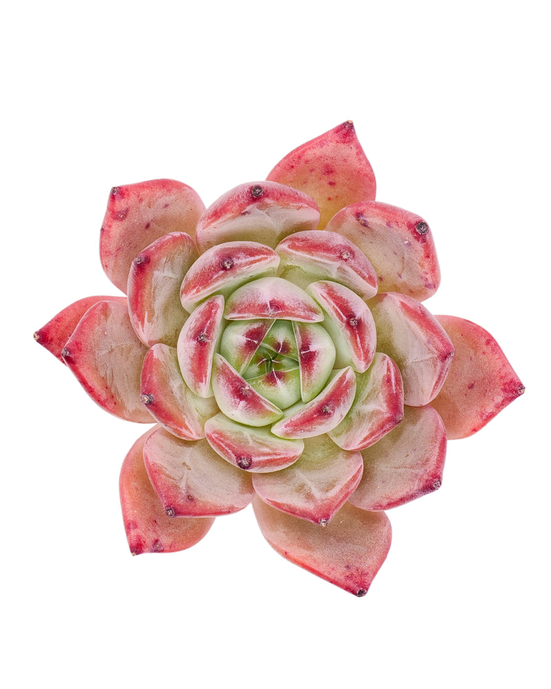 Echeveria Ratam