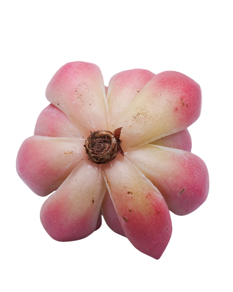 
                
                    Load image into Gallery viewer, Echeveria Ratam
                
            